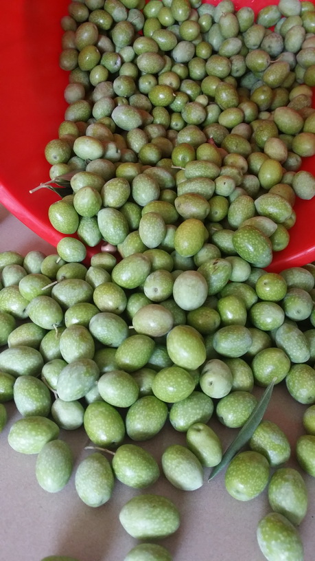 Buckets of olives picked from the trees before the olive preserving workshop by My Green Garden
